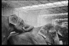 American Circus American Circus