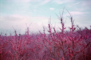 Schiermonnikoog 2025 - Lomochrome Purple